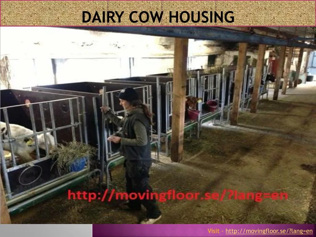 dairy cow housing