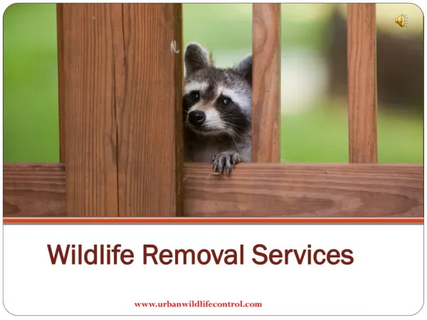 Why We Need Wildlife Removal Services