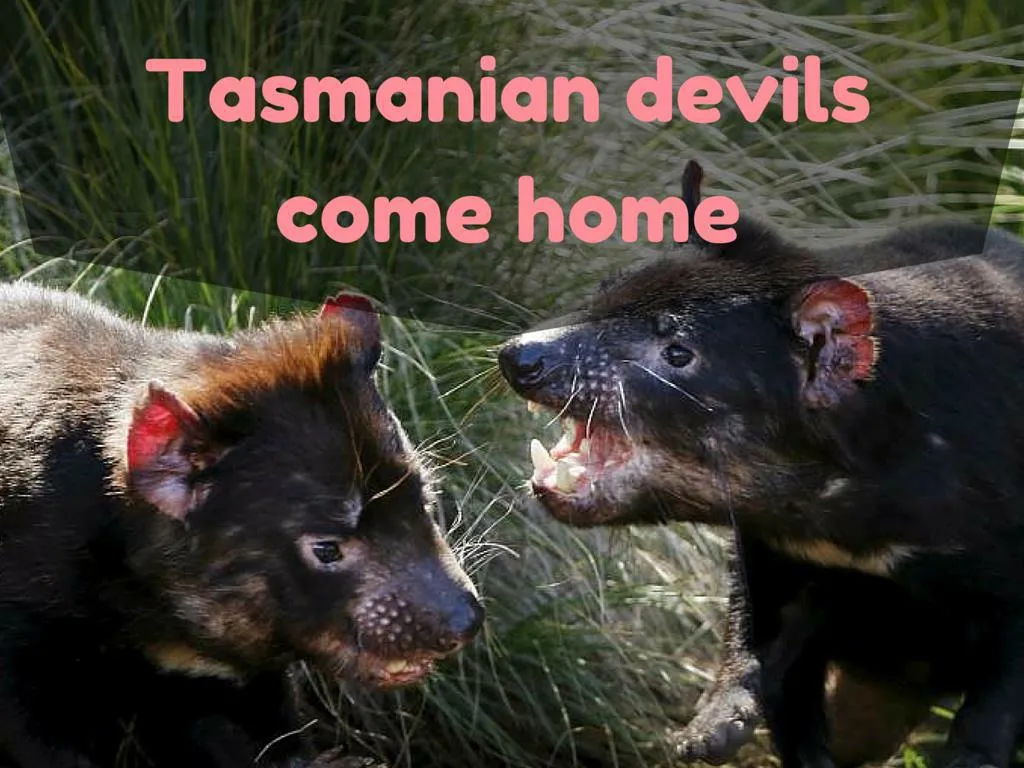 tasmanian devils come home
