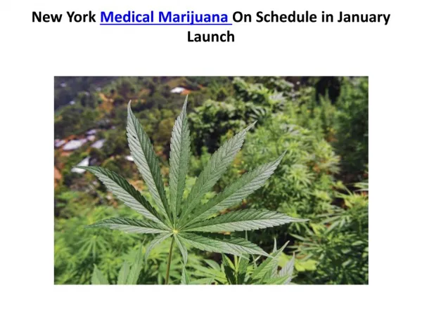 New York Medical Marijuana On Schedule in January Launch