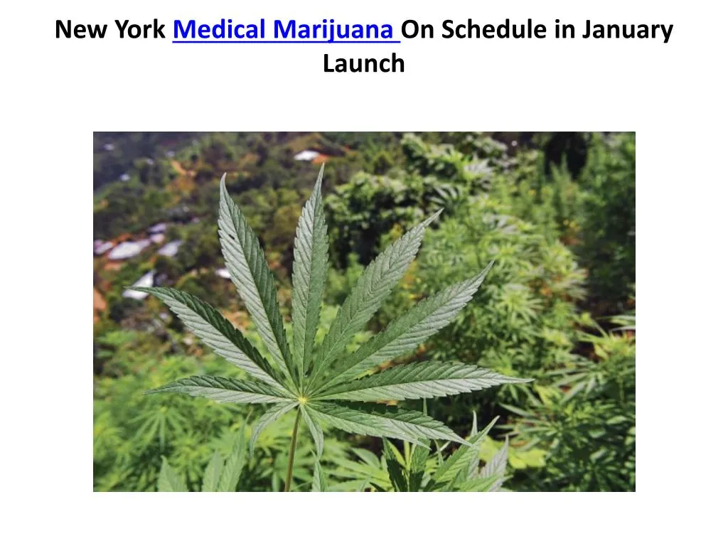 new york medical marijuana on schedule in january launch