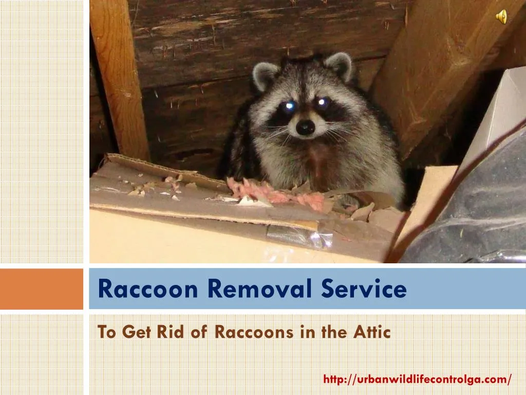 raccoon removal service