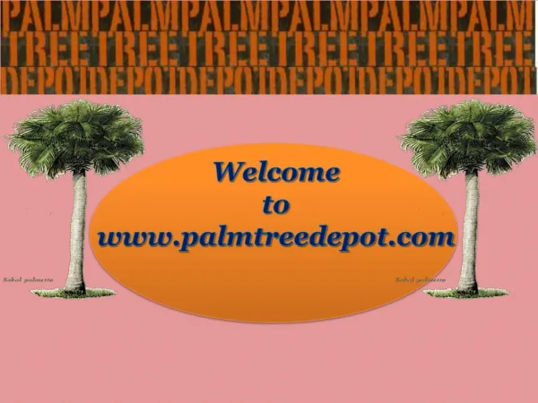 Things to Consider Before Buying Palm Trees for Landscaping
