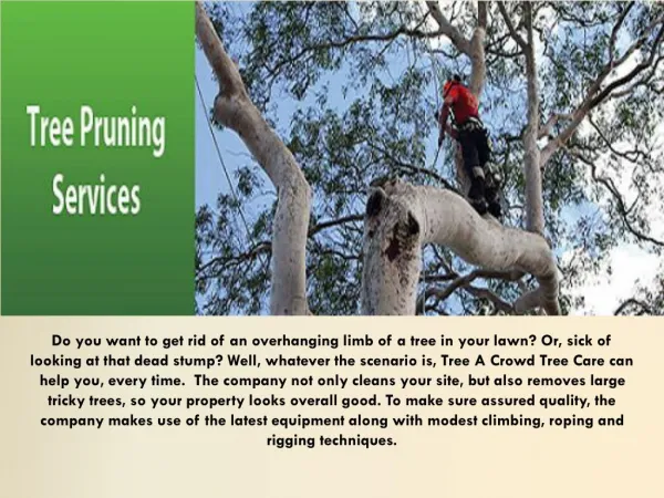 Tree pruning in Perth
