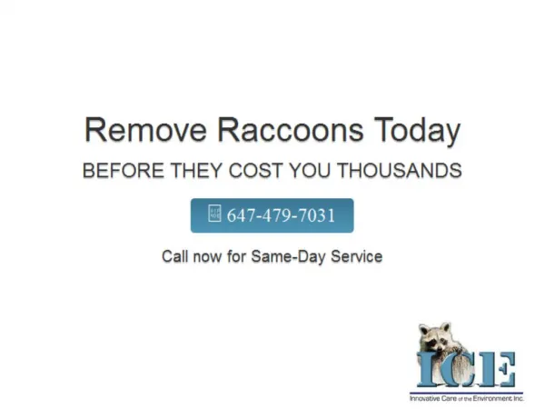 Wildlife Removal Toronto| Raccoon Removal Experts Brampton