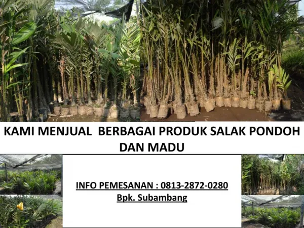 bibit salak madu, bibit salak pondoh