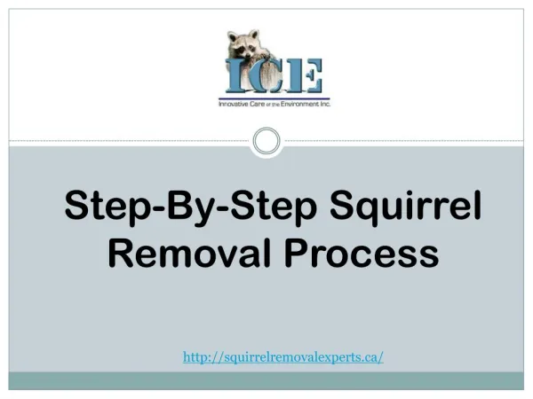Professional squirrel removal experts| Step by-step squirrel removal process