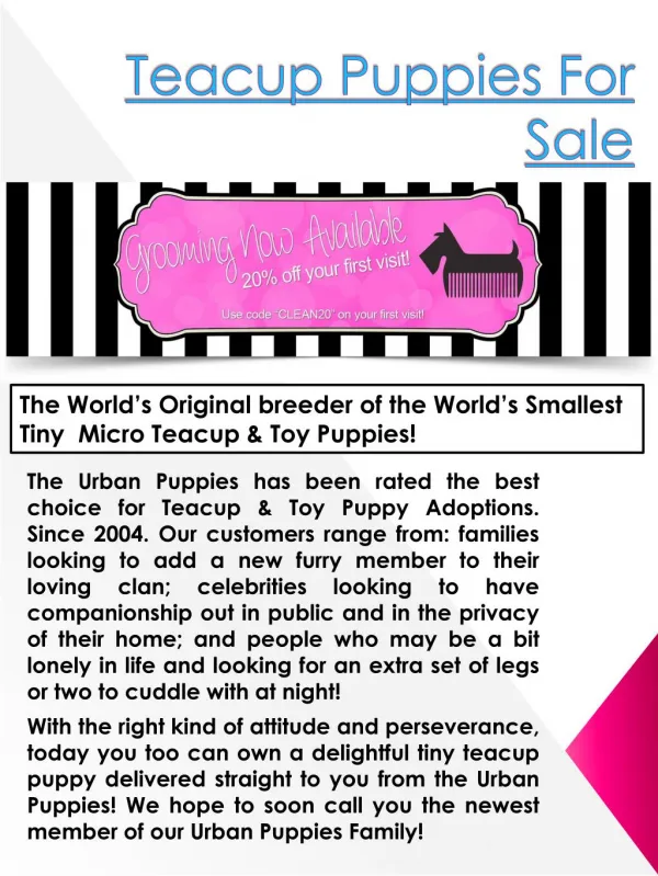 Teacup Puppy Tips Los Angeles