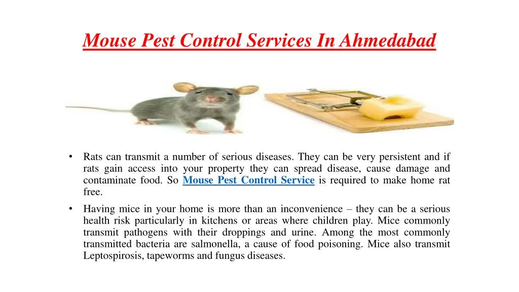 mouse pest control services in ahmedabad