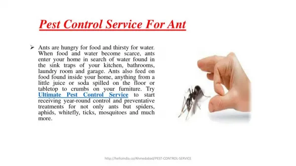 Pest Control Services For Ant
