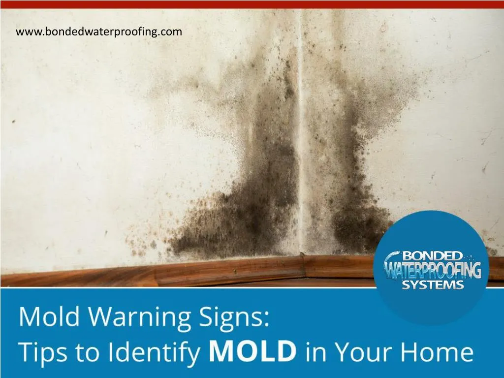 mold warning signs tips to identify mold in your home