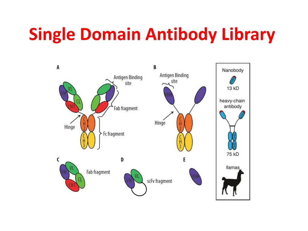 single domain antibody library