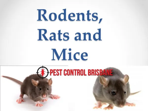 Rodents, Rats and Mice