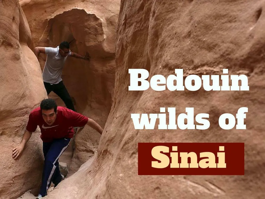 bedouin wilds of sinai