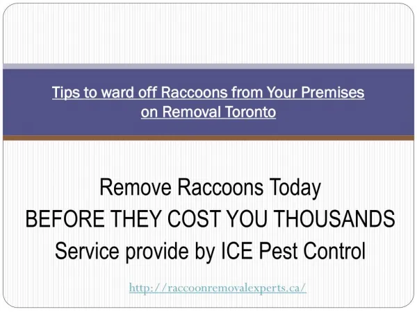 Raccoon Removal Toronto| Humane Raccoon Removal Toronto