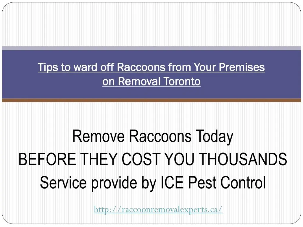 tips to ward off raccoons from your premises on removal toronto