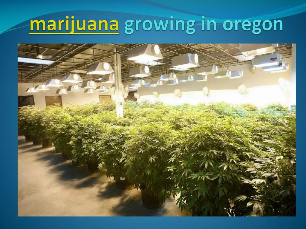 marijuana growing in oregon