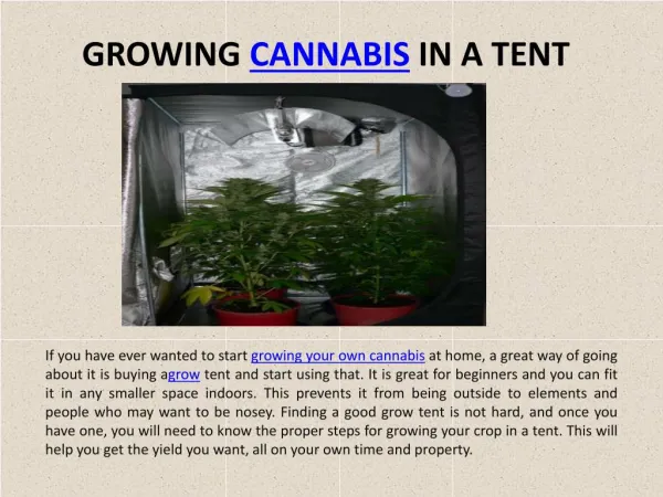 Instructions On Growing A Cannabis Crop In A Tent
