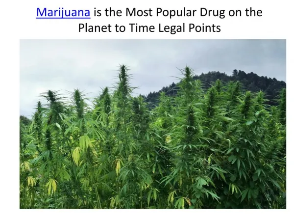 Marijuana is the Most Popular Drug on the Planet to Time Legal Points