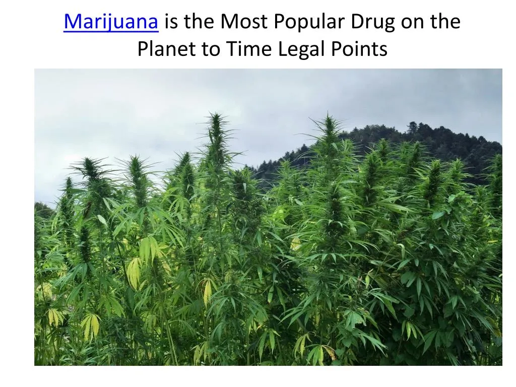 marijuana is the most popular drug on the planet to time legal points