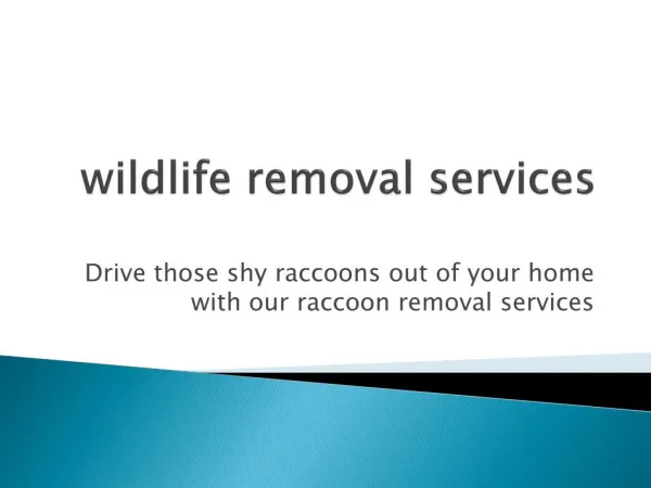 Raccoon control Mississauga| Wildlife removal Toronto