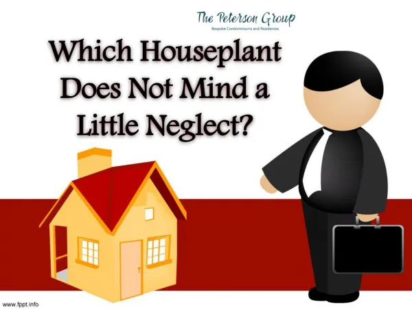 Which Houseplant Does Not Mind a Little Neglect?