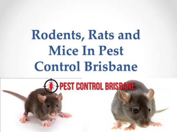 Rodents, Rats and Mice In Pest Control Brisbane