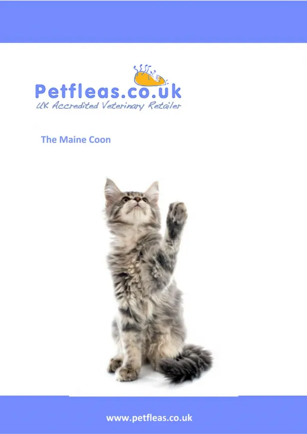 Cat Breeds: The Maine Coon