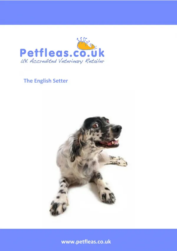 Dog Breeds: The English Setter