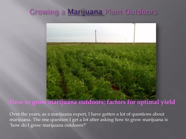 Growing a Marijuana Plant Outdoors