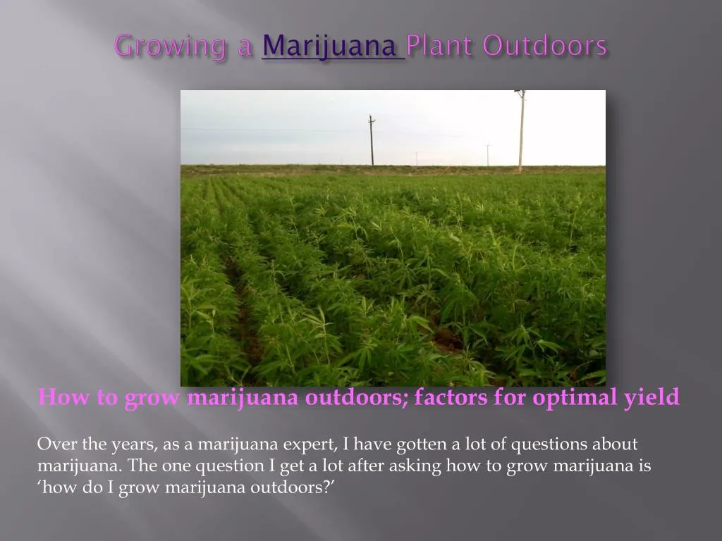 growing a marijuana plant outdoors