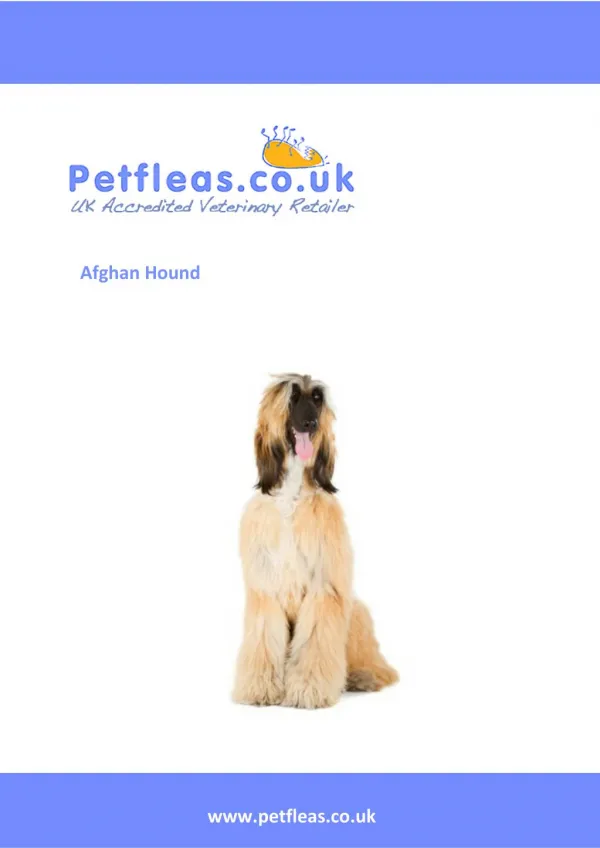 Dog Breeds: The Afghan Hound