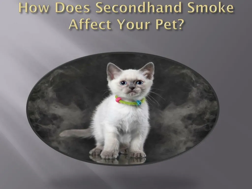 how does secondhand smoke affect your pet