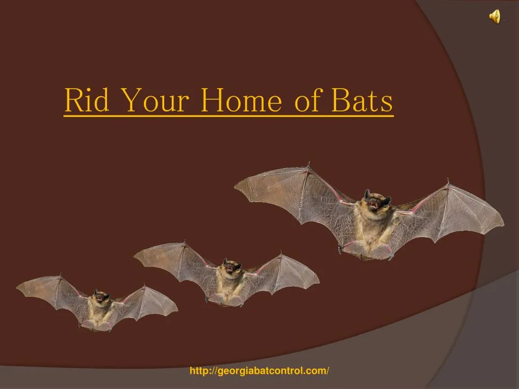 rid your home of bats