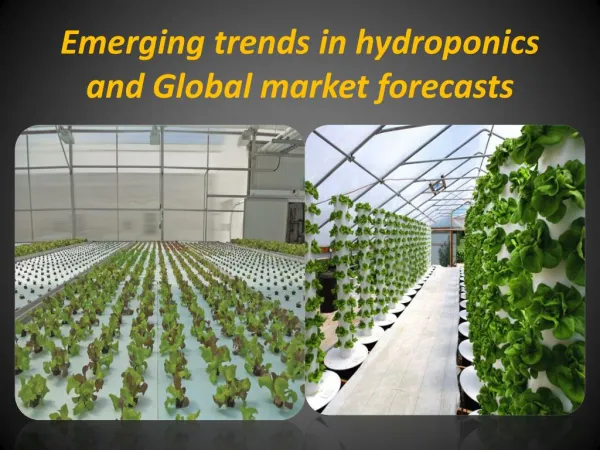 Emerging Trends in Hydroponics and Global Market Forecasts