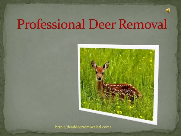 Professional Deer Removal in Atlanta