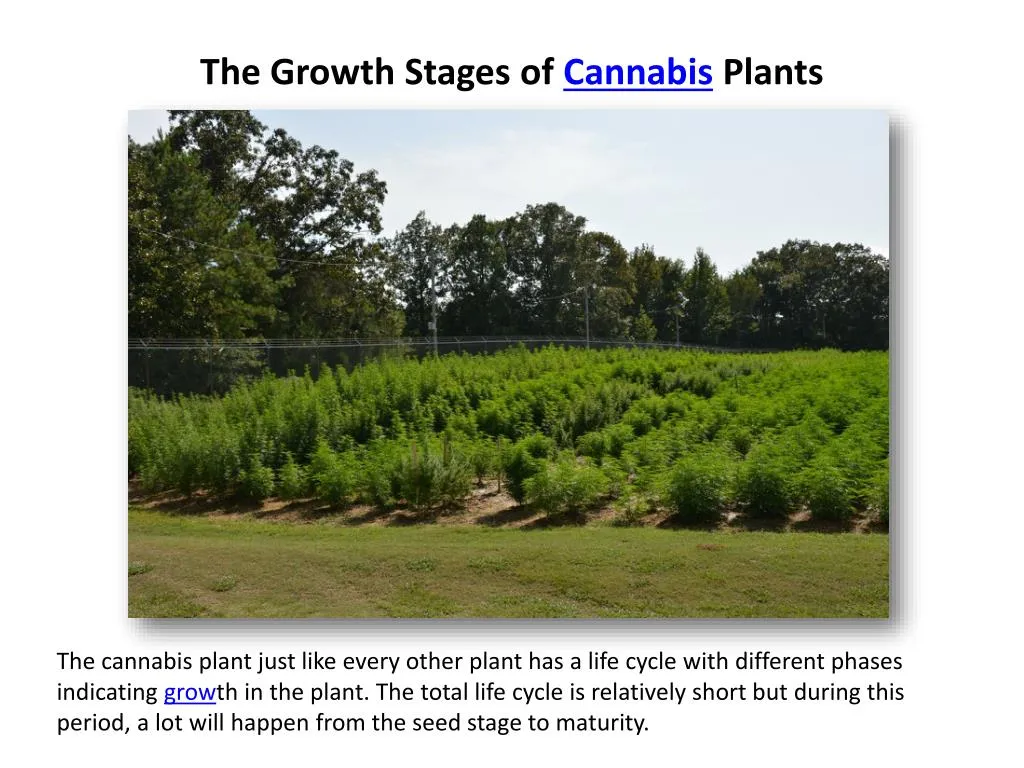 the growth stages of cannabis plants