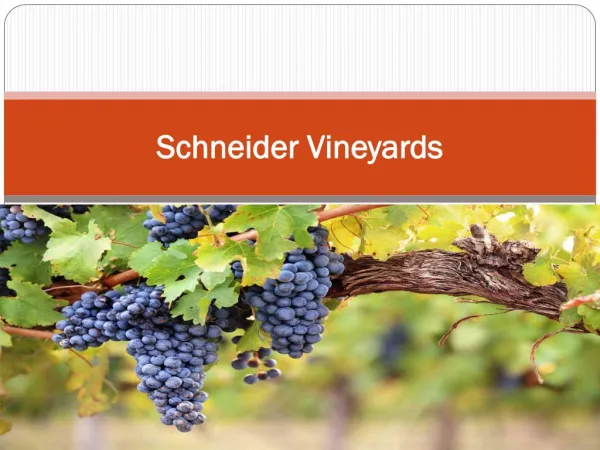 Schneider Vineyards