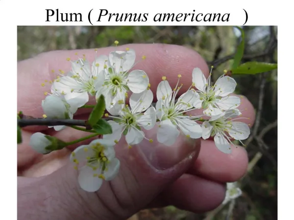 Plum Prunus americana