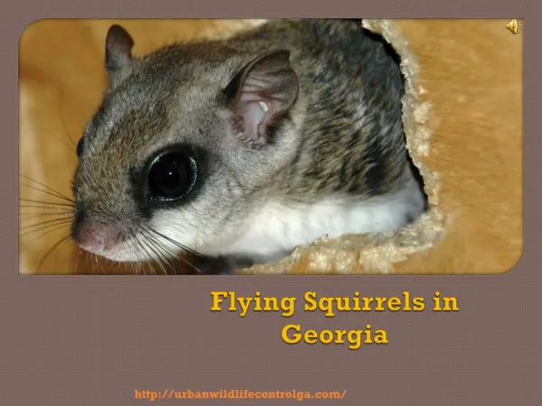 Facts About Flying Squirrel in Georgia