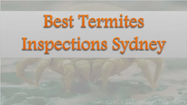 Best Termites Inspections Sydney