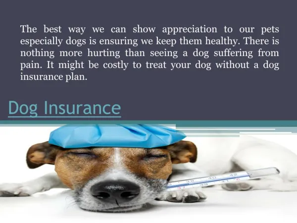 Dog Insurance Cost