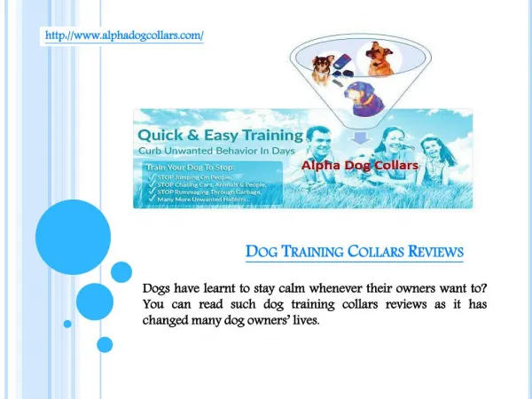 Dog training collars reviews