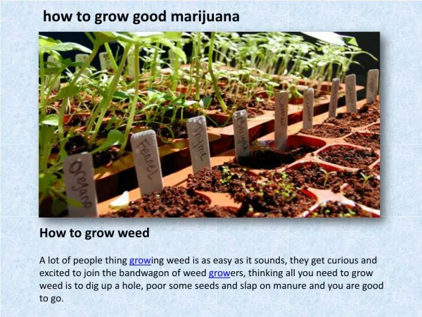 how to grow good marijuana