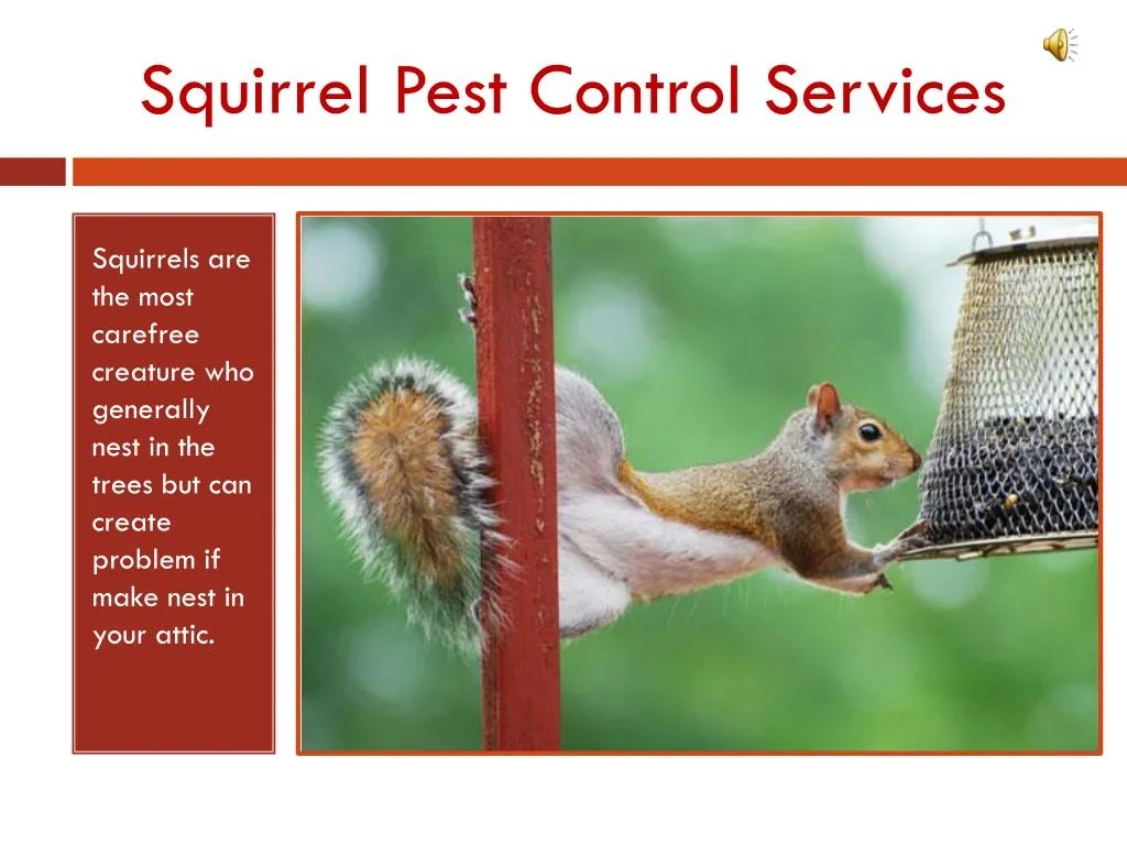 squirrel pest control services