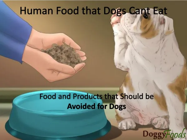Food That Should Be Avoided For Dogs- List of Food With Their Harmful Impact on Dogs