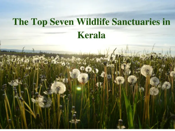 Top Seven Wildlife Sanctuaries in Kerala