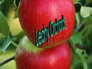 Leahy Orchards - slide 1
