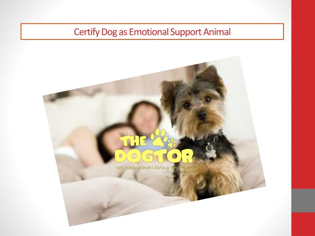 certify dog as emotional support animal