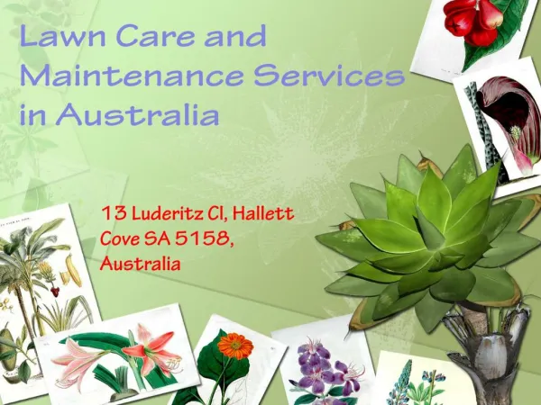 Lawn Care and Maintenance Services in Australia